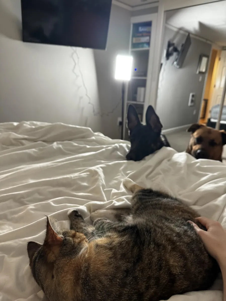 A LASTAR floor lamp glowing in a bedroom with a cat and two dogs on the bed